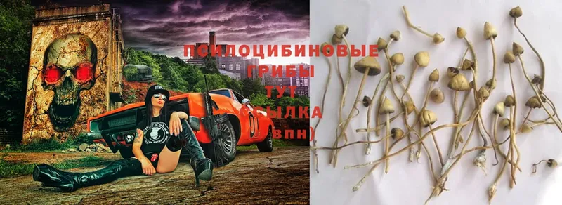 Псилоцибиновые грибы Psilocybe  mega tor  Арск 